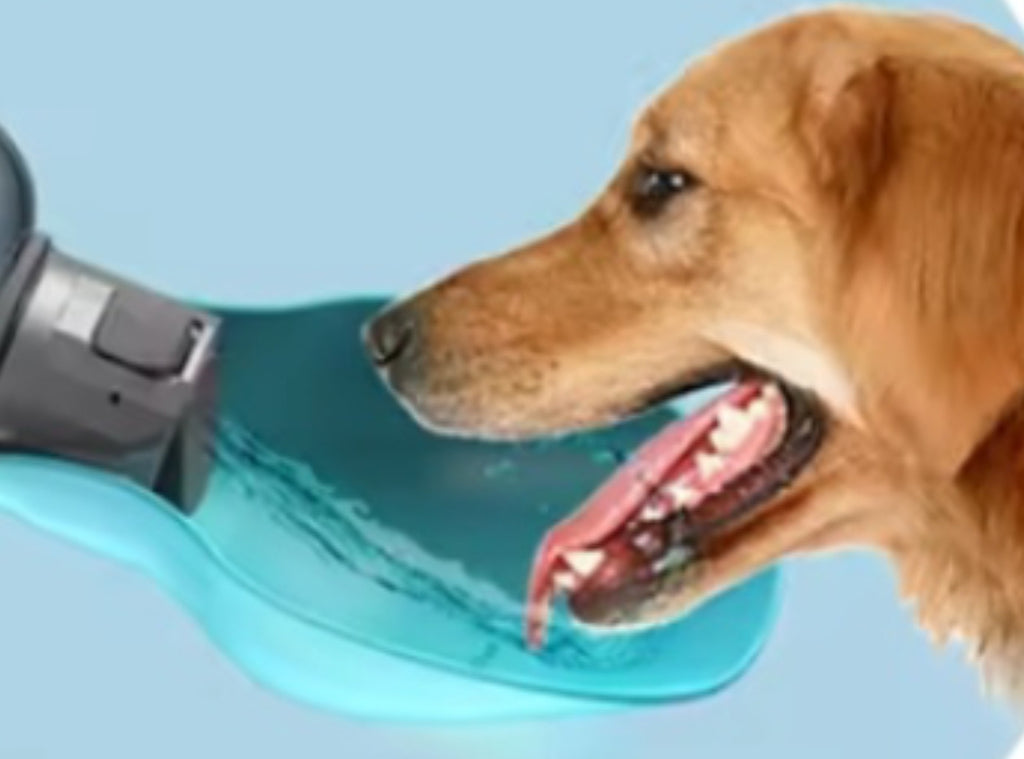 Gourde pour chien