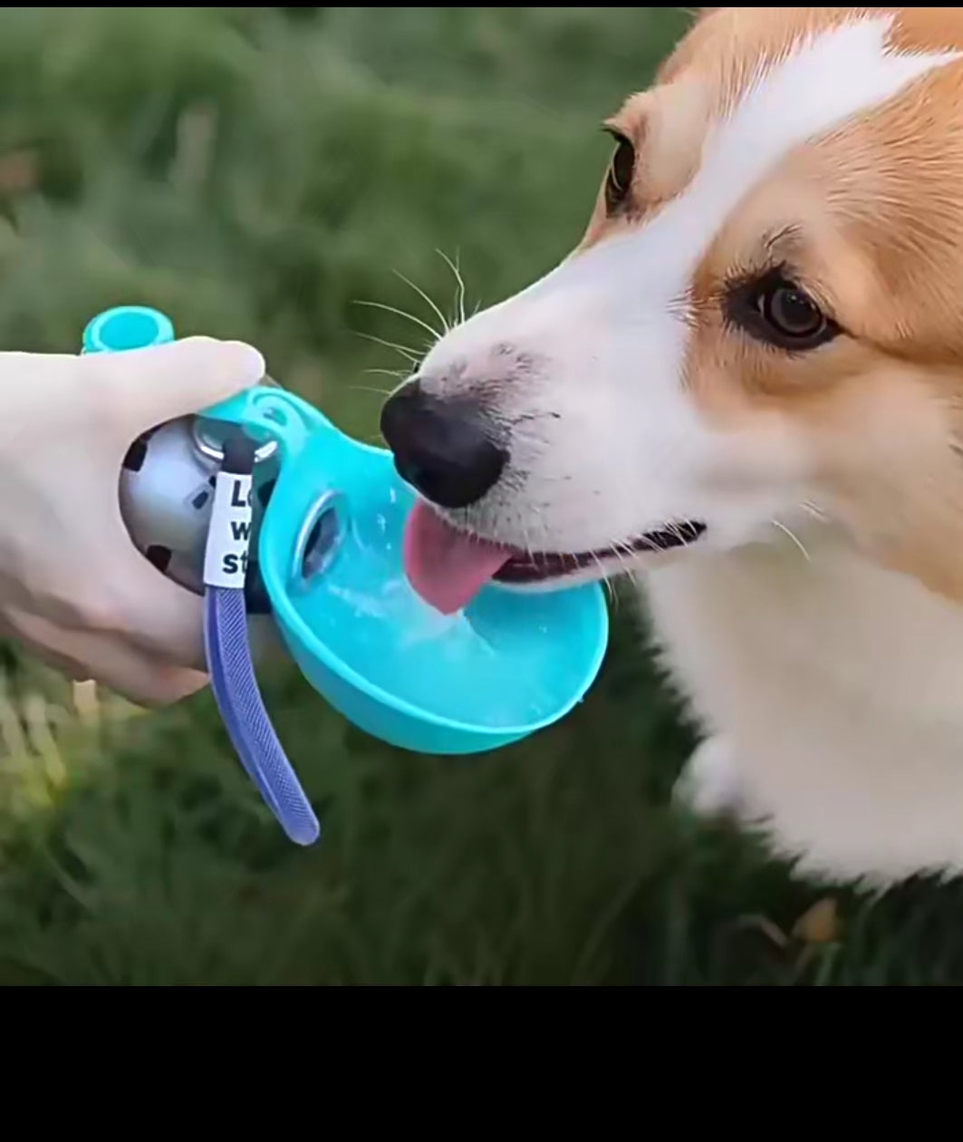 Gourde pour chien de petite taille